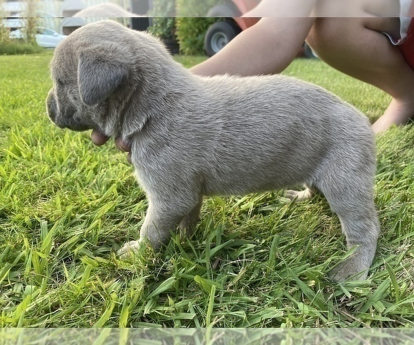 Medium Photo #5 Cane Corso Puppy For Sale in SEBASTOPOL, CA, USA