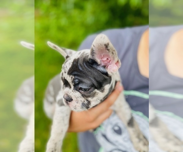 Medium Photo #9 French Bulldog Puppy For Sale in PITTSBURGH, PA, USA