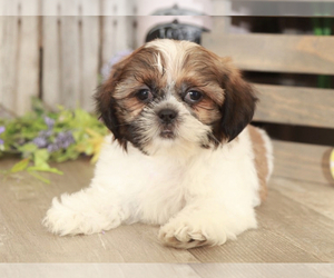 Shih Tzu Puppy for sale in MOUNT VERNON, OH, USA