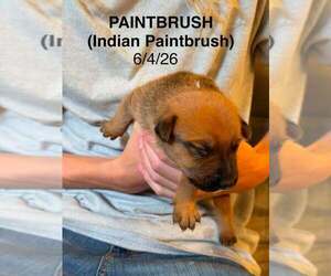 Flower Patch Litter Paintbrush - Located in TX - Male American Pit Bull Terrier-Unknown Mix Dog for Adoption - Photo #3