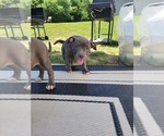 Small #9 American Pit Bull Terrier