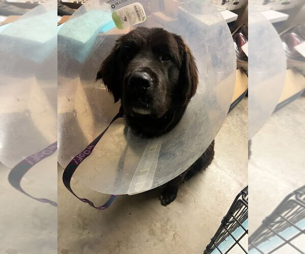 Medium Photo #4 Labrador Retriever-Saint Bernard Mix Puppy For Sale in San Diego, CA, USA