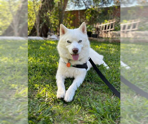 Medium Photo #2 Siberian Husky-Unknown Mix Puppy For Sale in Carrollton, TX, USA