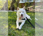 Small #1 Siberian Husky Mix