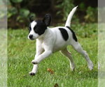 Small #2 Chihuahua Mix