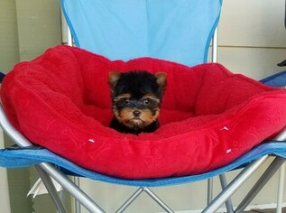 Yorkshire Terrier Puppy for sale in SANTA CLARITA, CA, USA