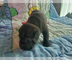 Cocker-Pei Puppy for sale in WINCHESTER, IL, USA