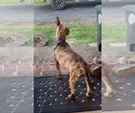 Small #3 American Pit Bull Terrier Mix