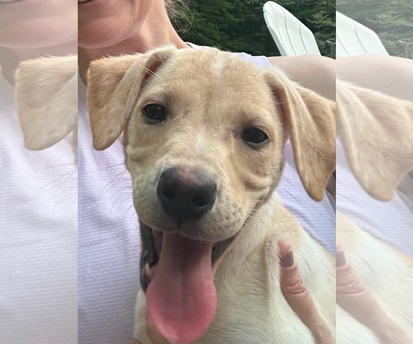 Medium Photo #8 Labrador Retriever-Unknown Mix Puppy For Sale in pomfret, CT, USA