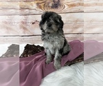 Small Photo #4 Bernedoodle (Miniature) Puppy For Sale in UNIONVILLE, IA, USA
