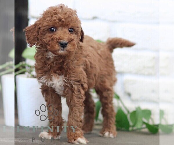 Medium Photo #5 Goldendoodle (Miniature) Puppy For Sale in NARVON, PA, USA