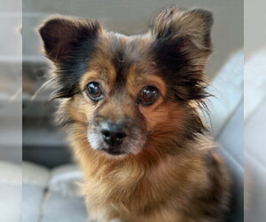 Paperanian Dogs for adoption in Arlington, VA, USA