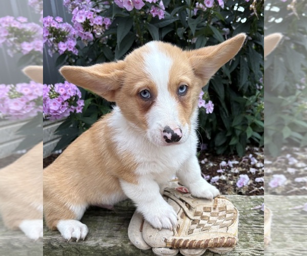 Medium Photo #1 Pembroke Welsh Corgi Puppy For Sale in MIDDLEBURY, IN, USA