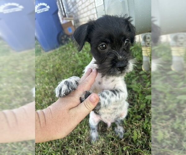 Medium Photo #2 Mutt Puppy For Sale in Grafton, WI, USA