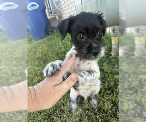 Birdie - Female Mutt Dog for Adoption - Photo #2