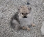 Puppy Sonny Pomeranian
