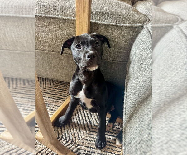 Medium Photo #6 Mutt Puppy For Sale in Mooresville, NC, USA