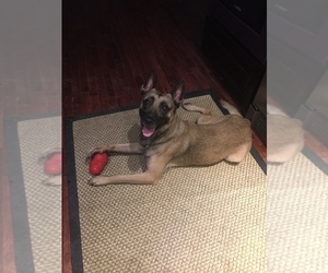 Father of the Belgian Malinois puppies born on 12/01/2022