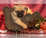 Small Photo #12 Brug Puppy For Sale in SAFFORD, AZ, USA