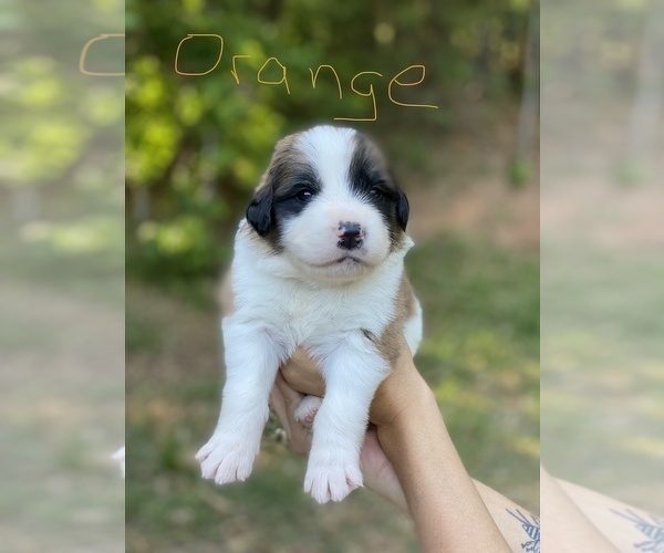 Medium Photo #1 Saint Bernard Puppy For Sale in COLBERT, GA, USA