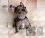 Small Photo #34 French Bulldog Puppy For Sale in BUCKS BAR, CA, USA
