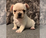 Small #9 French Bulldog