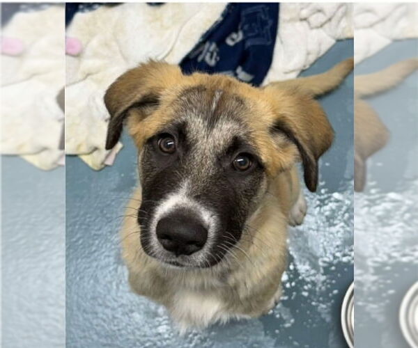 Medium Photo #1 Anatolian Pyrenees Puppy For Sale in Lakewood, CO, USA