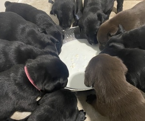 Labrador Retriever Puppy for Sale in BROOKINGS, Oregon USA