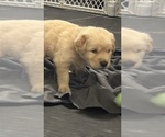 Small #5 Golden Retriever
