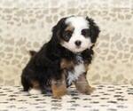 Small #2 Miniature Bernedoodle