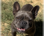 Nova - Female French Bulldog Dog for Adoption - Small photo