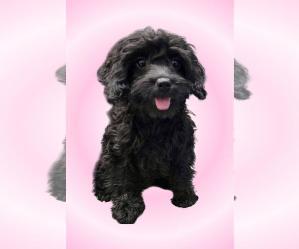 Medium Photo #2 Cavalier King Charles Spaniel-Unknown Mix Puppy For Sale in Lincolnwood, IL, USA