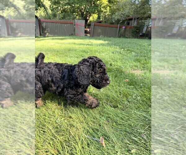 Medium Photo #2 Aussiedoodle Puppy For Sale in ASHEVILLE, NC, USA