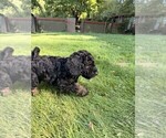 Puppy Cirie Aussiedoodle