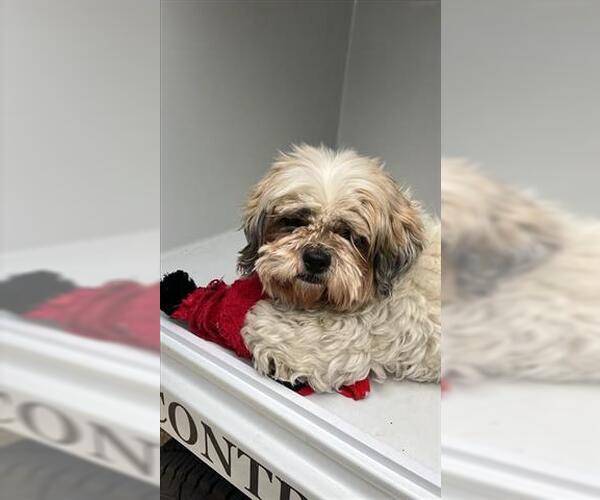 Medium Photo #1 Shih Apso Puppy For Sale in Houston, TX, USA