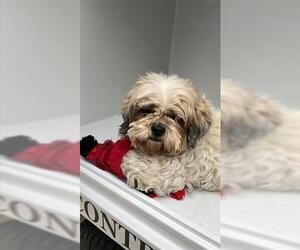 Shih Apso Dogs for adoption in Houston, TX, USA