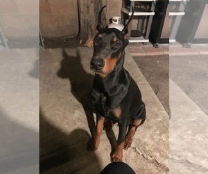 Father of the Doberman Pinscher puppies born on 02/27/2022