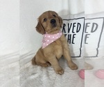 Small #1 Golden Retriever