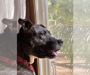 Gigi - Female Mutt Dog for Adoption - Photo #3