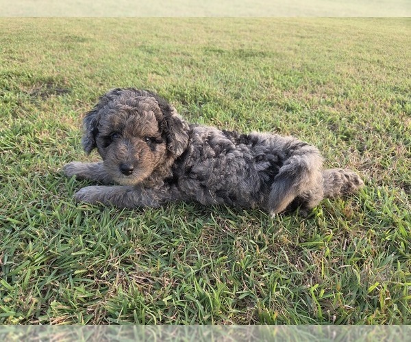 Medium Photo #10 Aussiedoodle Puppy For Sale in WILLS POINT, TX, USA