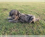 Small #9 Aussiedoodle