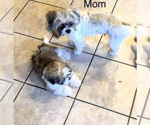 Mother of the Shih Tzu puppies born on 07/01/2026
