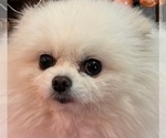 Small Photo #19 Pomeranian Puppy For Sale in RESEDA, CA, USA