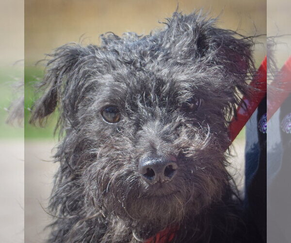 Medium Photo #1 Mutt Puppy For Sale in Huntley, IL, USA