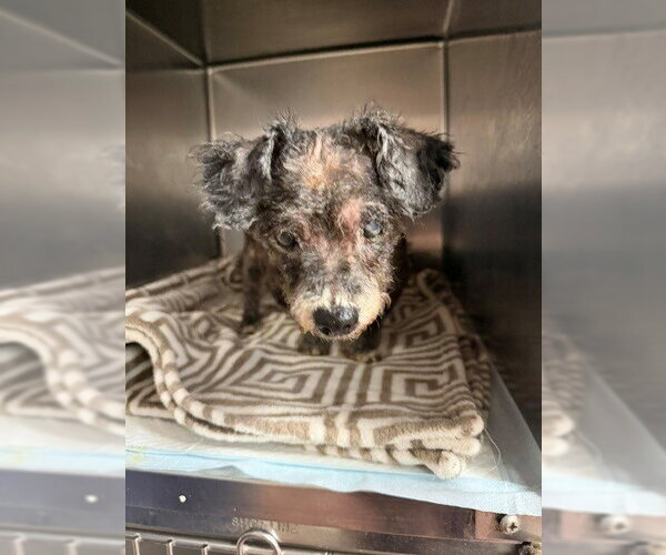 Medium Photo #1 Poodle (Miniature)-Unknown Mix Puppy For Sale in Tallahassee, FL, USA