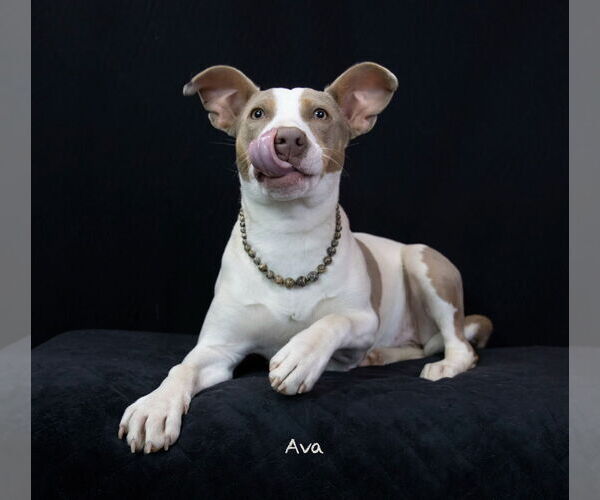 Medium Photo #2 Mutt Puppy For Sale in Hot Springs Village, AR, USA