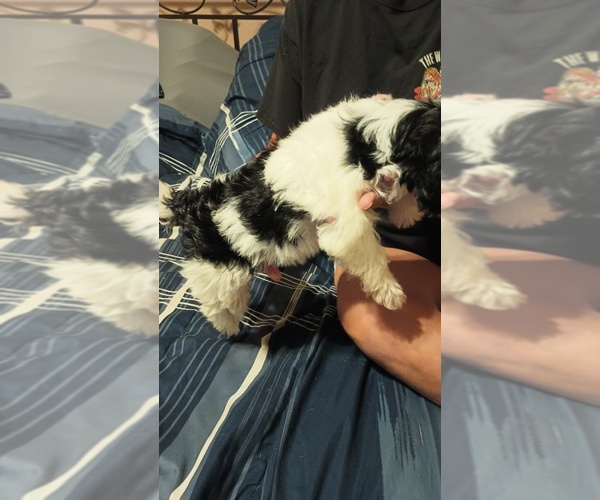 Medium Photo #1 Mal-Shi Puppy For Sale in LUDOWICI, GA, USA