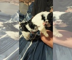 Small Photo #1 Mal-Shi Puppy For Sale in LUDOWICI, GA, USA