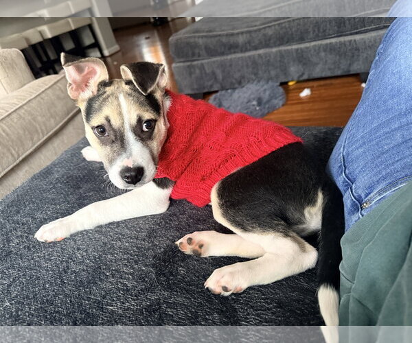 Medium Photo #2 American Staffordshire Terrier-Siberian Husky Mix Puppy For Sale in Holly Springs, NC, USA