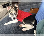 Small #1 American Staffordshire Terrier-Siberian Husky Mix